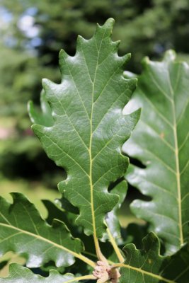 Quercus macranthera - dub velkokvětý - list